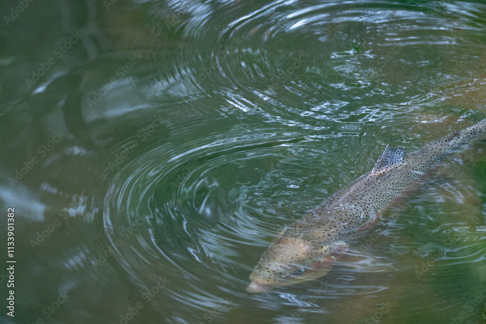 Obraz premium Rainbow Trout in Lake