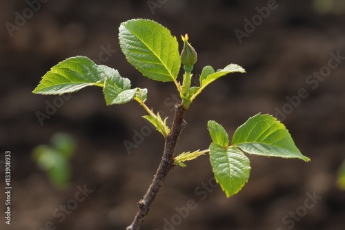 Pruned rose bush with new growth, soft diffused light, leaf bud details, with copy space