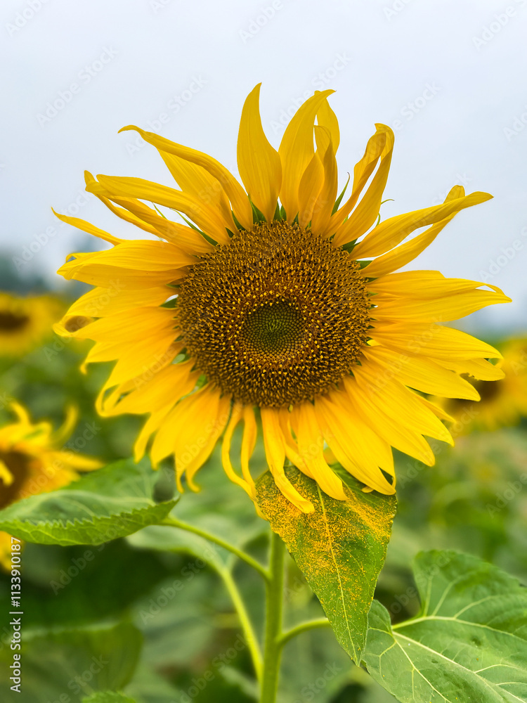 Close-up yellow sunflowers with a blurry background. Close-up yellow sunflowers with a blurry background.
