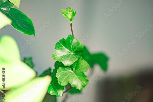 Indoor plants variete in bright room with light walls, indoor garden concept photo