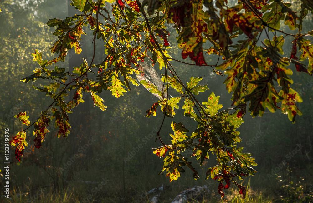 Sunbeams breaking through tree branches. Oak branch with cobweb. Nice autumn weather. Sunbeams breaking through tree branches. Oak branch with cobweb. Nice autumn weather.