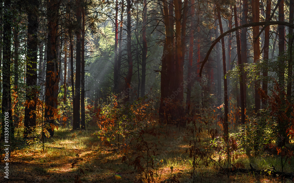 The sun's rays are breaking through the tree branches. Nice, sunny weather for hiking in nature. The sun's rays are breaking through the tree branches. Nice, sunny weather for hiking in nature.