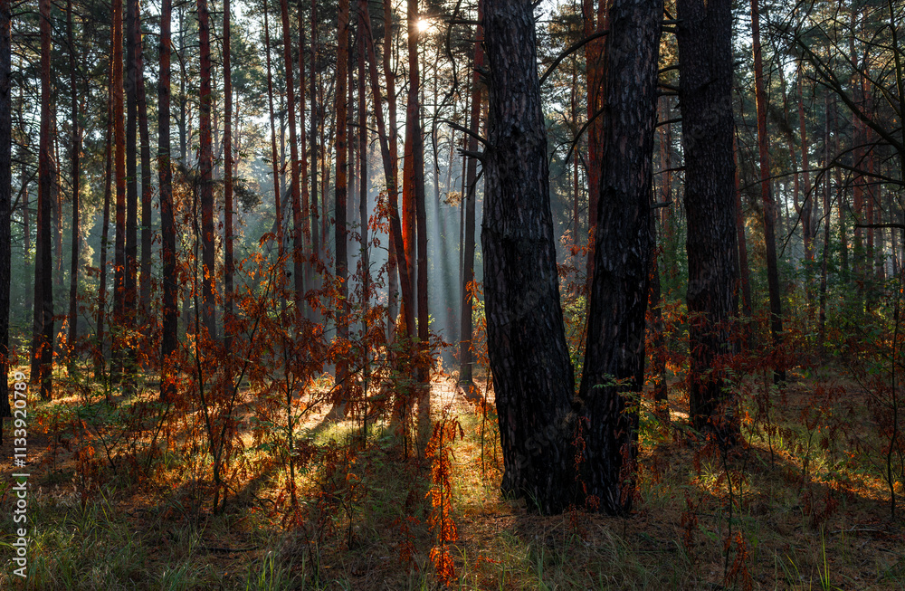 Fototapeta premium The sun's rays are breaking through the tree branches. Nice, sunny weather for hiking in nature.