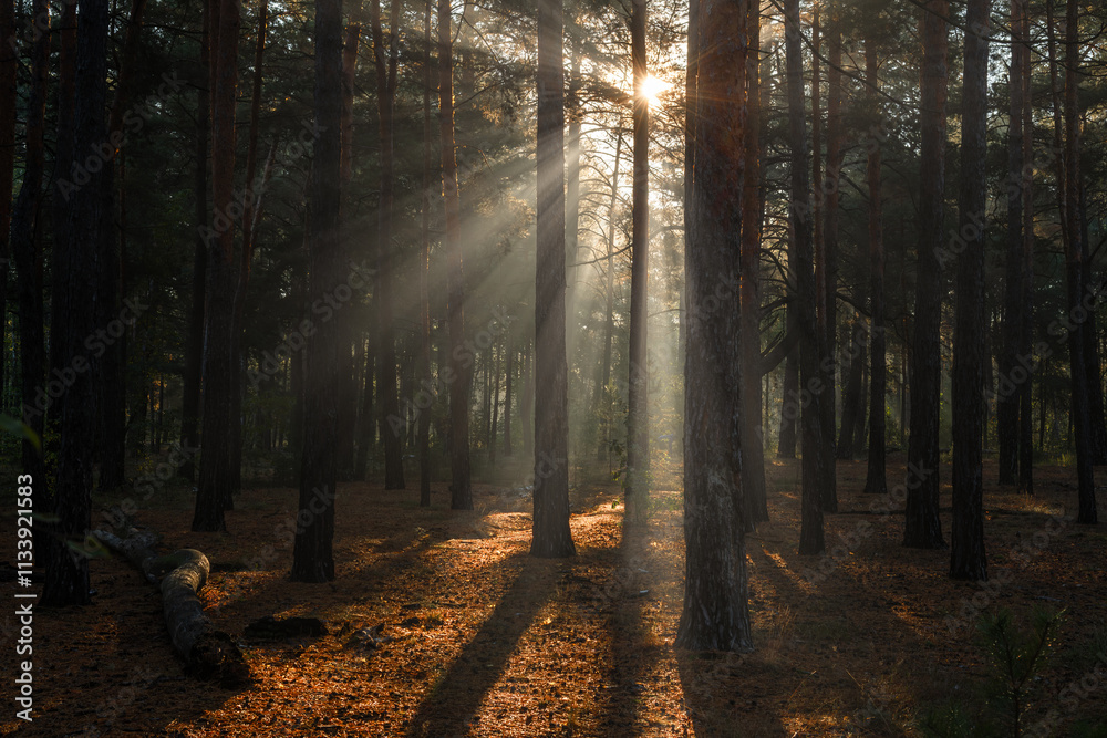 Naklejka premium The sun's rays are breaking through the tree branches. Nice, sunny weather for hiking in nature.