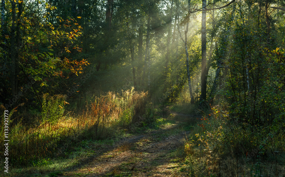 Obraz premium The sun's rays are breaking through the tree branches. Nice, sunny weather for hiking in nature.