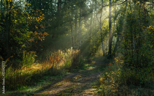 The sun's rays are breaking through the tree branches. Nice, sunny weather for hiking in nature.