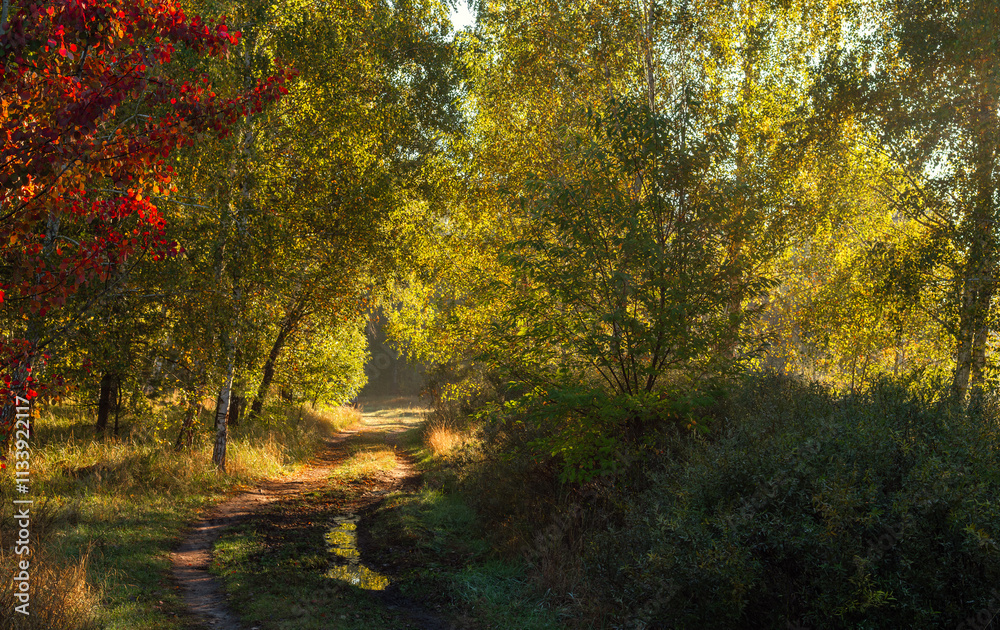 Fototapeta premium The forest is filled with morning sunlight. Nature walks. Hiking.