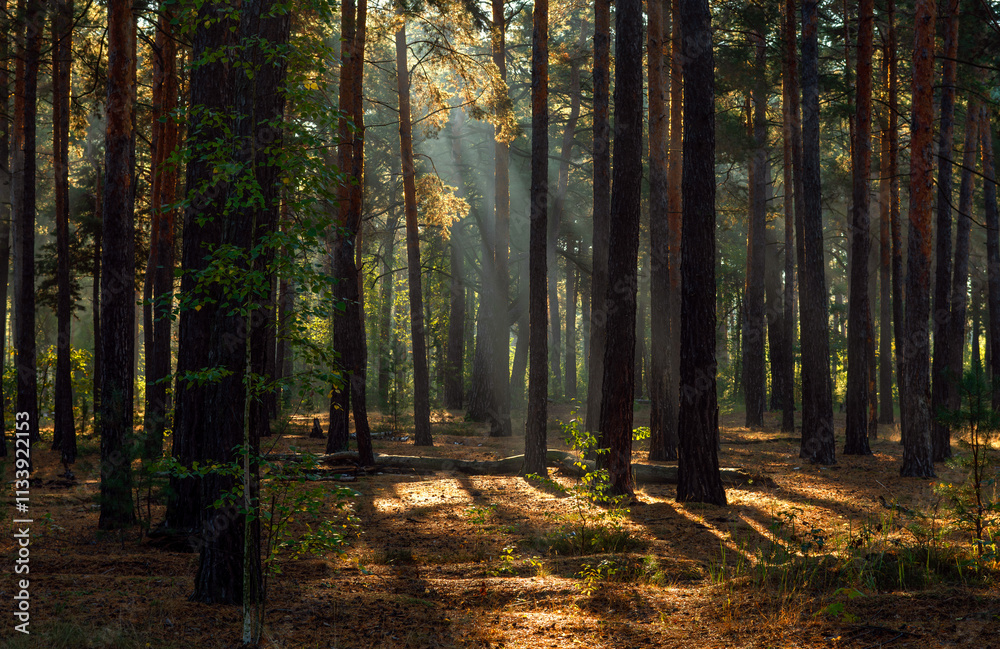 Fototapeta premium The sun's rays are breaking through the tree branches. Nice, sunny weather for hiking in nature.