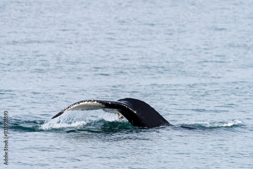 Humpback whale