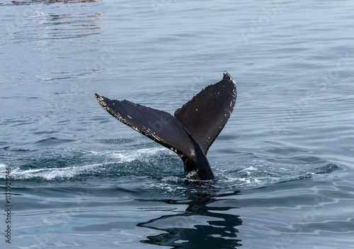 Humpback whale