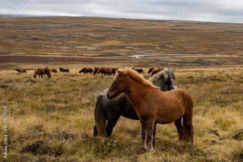Icelandic Horse