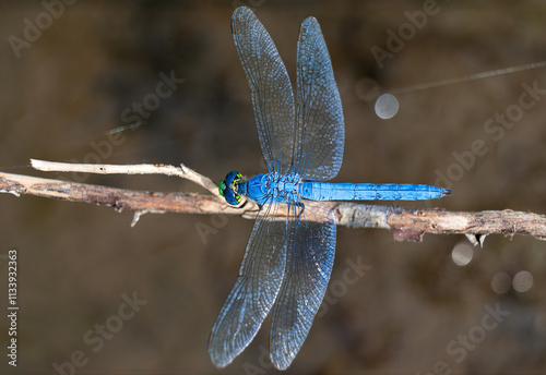 Blue dragonfly perched on a small twig photo