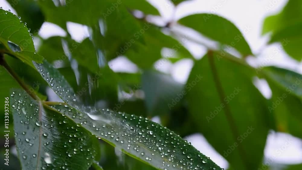 Serene close-up of raindrops falling gently on lush green leaves, with water droplets gliding smoothly off the surface. Serene close-up of raindrops falling gently on lush green leaves, with water droplets gliding smoothly off the surface.