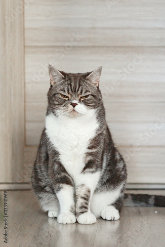 Cute cat sitting on floor at home
