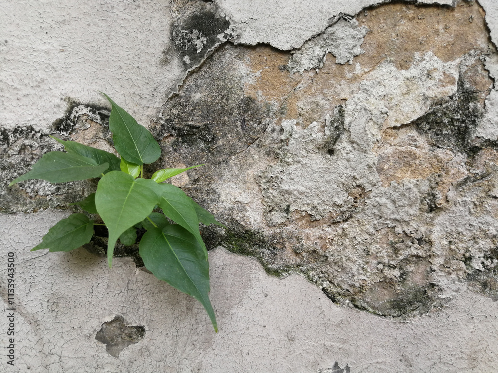 Bodhi Tree, Bodhi Tree on the crack white wall, old cracked black cement wall with little green tree leaves Bodhi Tree, Bodhi Tree on the crack white wall, old cracked black cement wall with little green tree leaves