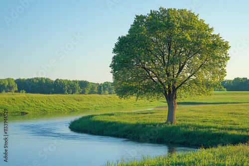 Serenity of a green tree by a calm river under a clear sky in the morning light