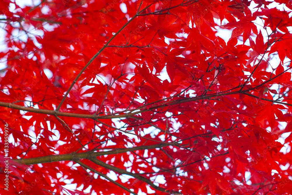 beautiful red maple leaves for cover and background beautiful red maple leaves for cover and background