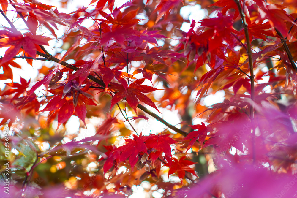 beautiful red maple leaves for cover and background beautiful red maple leaves for cover and background