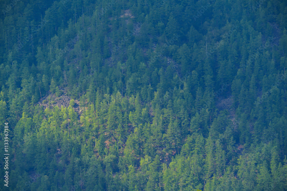 Obraz premium A detailed view of a dense forest covering a mountain slope, showcasing the lush greenery and natural textures of the landscape. 