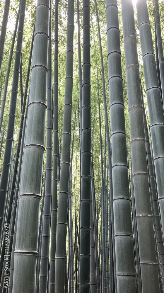 Tall bamboo stalks in a lush forest captured from a low angle, emphasizing their height and natural green canopy in the background. Tall bamboo stalks in a lush forest captured from a low angle, emphasizing their height and natural green canopy in the background.