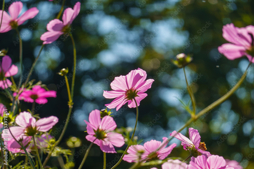 Fototapeta premium 青空に映えるコスモスの花々