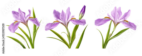 The image features three delicate purple iris flowers, each with green leaves, showcasing their beauty and elegance in a natural setting.