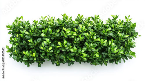 Bush or shrub wall isolated isolated on white background for graphic design.