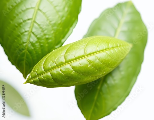 there is a close up of a green leaf on a tree. photo