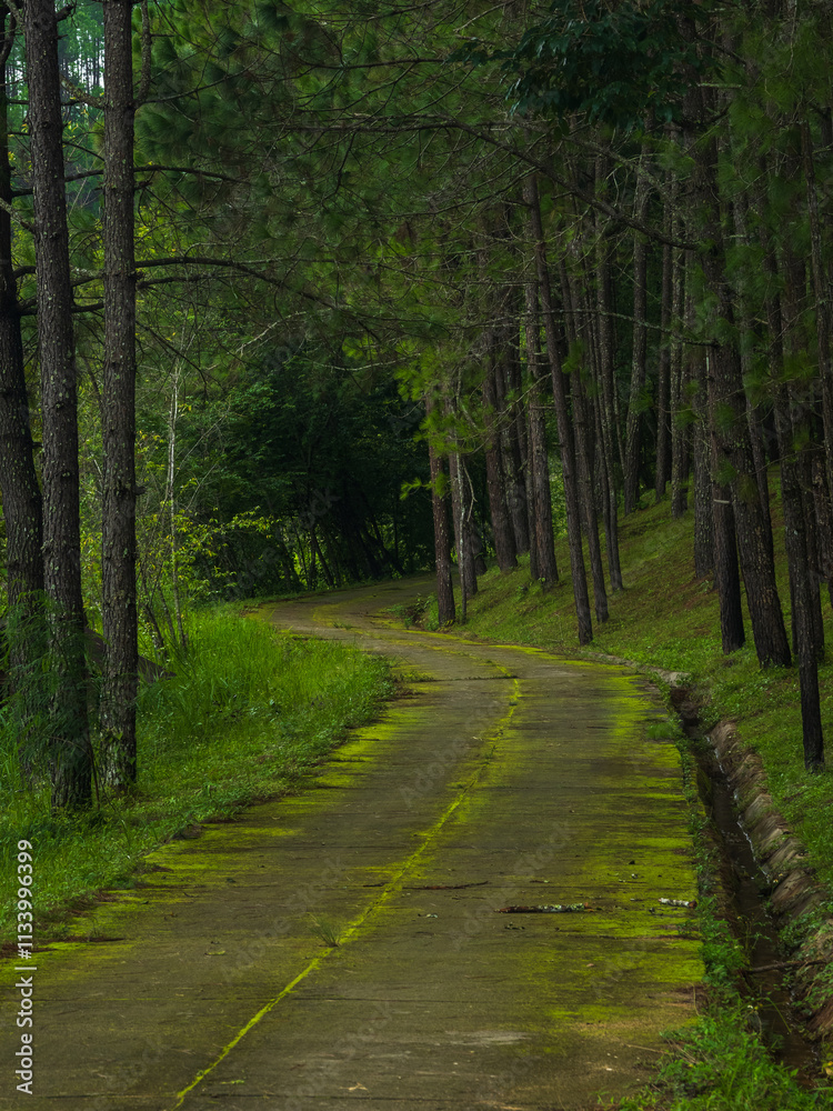 Obraz premium Photography landscape vertical beautiful nature view walk way hiking journy travel on mountain after season rain forest wild look fog green tree and moss on road has air fresh atmosphere peaceful