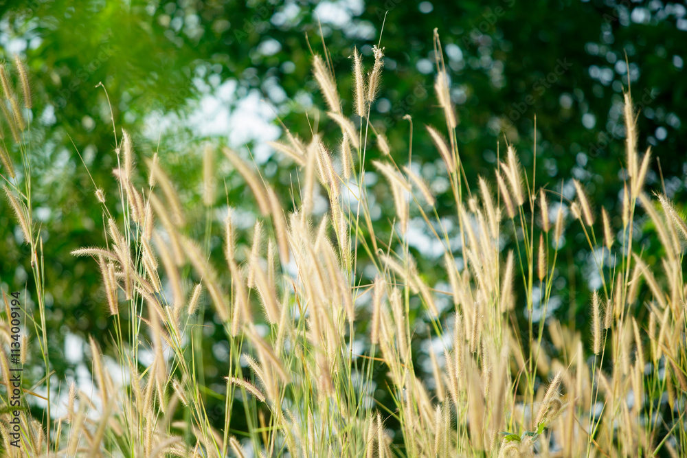 Golden Grass Blades Swaying in the Gentle Breeze on a Sunny Day Golden Grass Blades Swaying in the Gentle Breeze on a Sunny Day