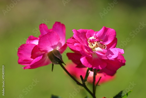 花の女王
