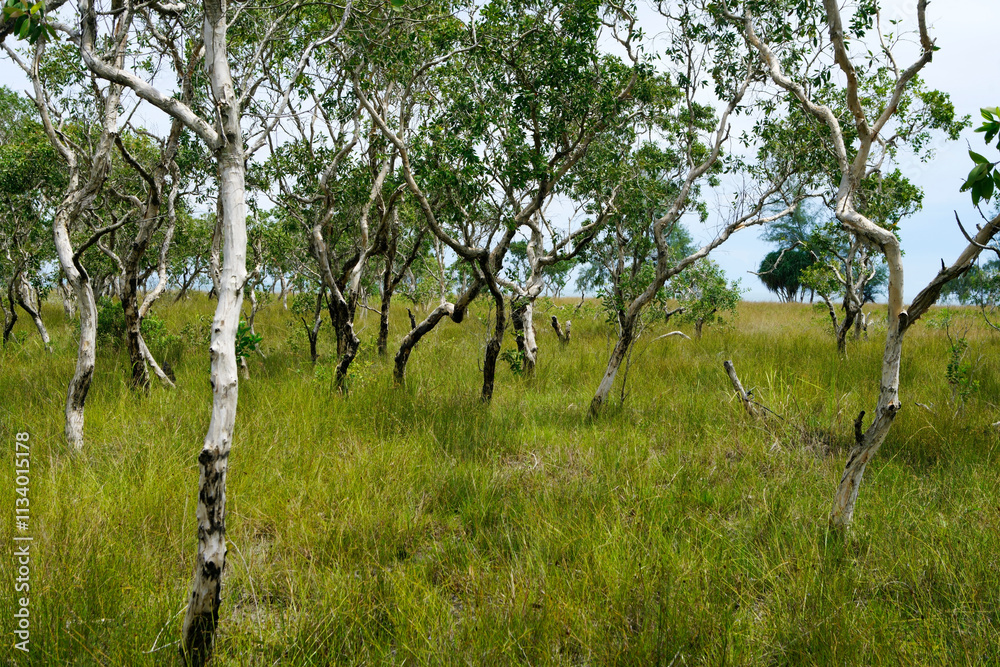 Fototapeta premium Lush Green Landscape with Sparse Trees and Grassy Ground