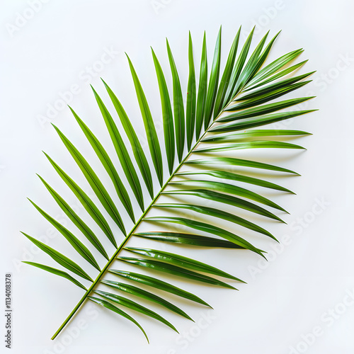 A vibrant green palm frond with slender leaves on a white background is ideal for tropical designs, showcasing botanical elegance and exotic vibes in naturethemed projects