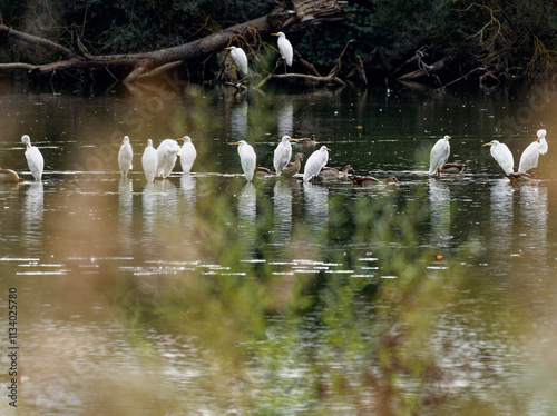 Silberreiher, Ardea alba, Casmerodius albus photo