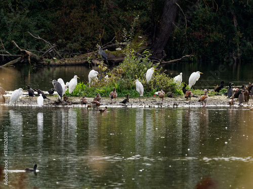 Silberreiher, Ardea alba, Casmerodius albus photo