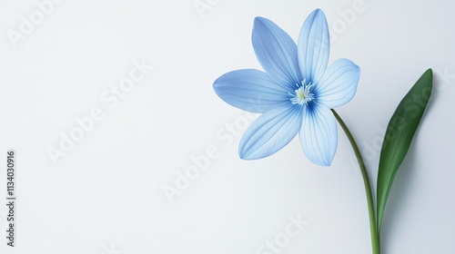 Delicate Blue Flower with Green Leaf on Soft White Background
