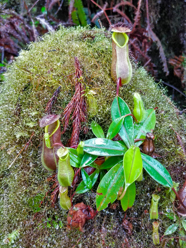 The Kantong Semar plant, a unique pitcher plant found in the Kalimantan rainforest, thrives in humid, nutrient-poor soil, using its pitcher to trap insects for survival photo