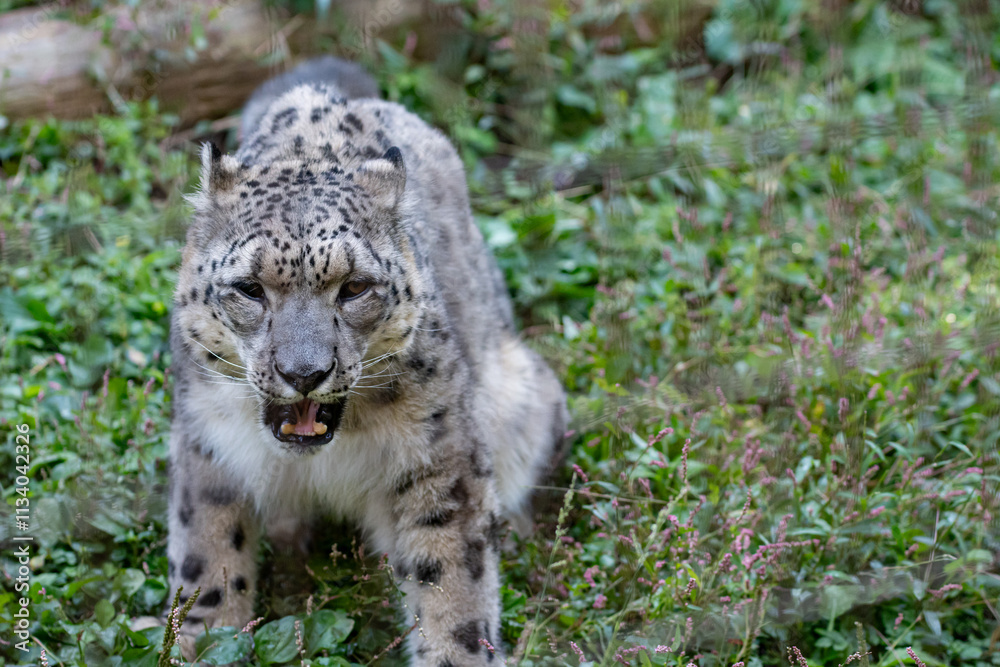 Obraz premium 座ってくつろぐ可愛い動物園のユキヒョウ