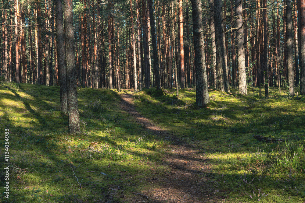 A peaceful forest scene featuring a sunlit path surrounded by tall pine trees in dense woodland. The vibrant green moss and scattered shadows create a serene and natural atmosphere A peaceful forest scene featuring a sunlit path surrounded by tall pine trees in dense woodland. The vibrant green moss and scattered shadows create a serene and natural atmosphere