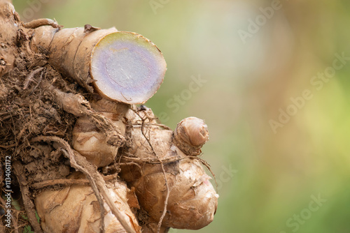 Curcuma aeruginosa rhizome on natural background. photo