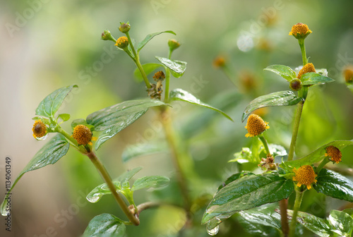 Acmella oleracea or Toothache plant branch flowers and green leaves on natural background.