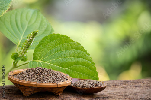 Perilla green leaves and seeds on natural background. photo