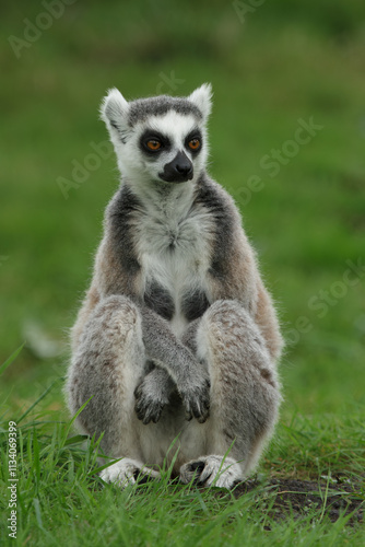 These cute monkeys species ring-tailed lemurs are in their natural environment