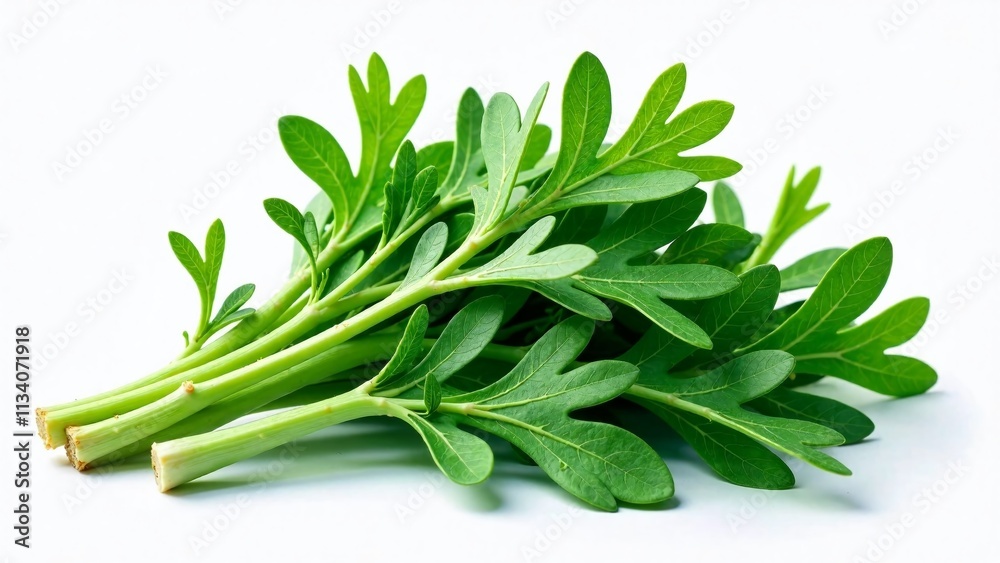 Hand Drawn Arugula Herb Logo Design, White Background, Fresh Green, Vibrant Illustration, Food Logo, Healthy Eating, Gourmet, Culinary, Organic, Farm Fresh, Natural, Spring, Summer, Hand Drawn Arugula Herb Logo Design, White Background, Fresh Green, Vibrant Illustration, Food Logo, Healthy Eating, Gourmet, Culinary, Organic, Farm Fresh, Natural, Spring, Summer,