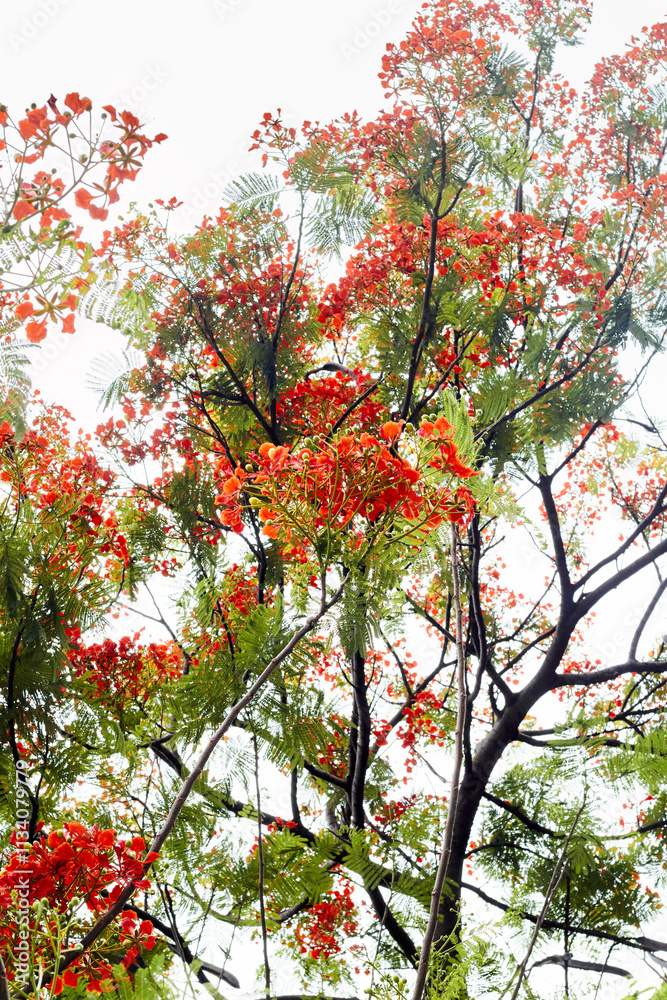 Flame tree (Delonix regia) flowers and branches Flame tree (Delonix regia) flowers and branches