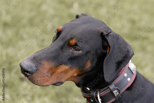 Side portrait of a male uncropped dobermann on a natural grass background and wearing a fancy wide  red and black leather collar, soft expression and un-cropped natural ears.