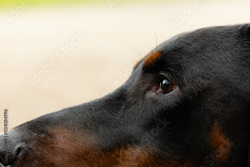 tightly cropped image of a Doberman face with emphasis on the eye and line of the head, soft and gentle fur.
