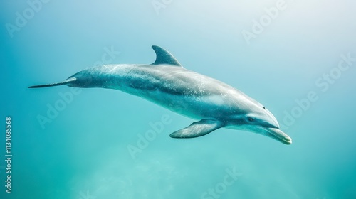 A dolphin swimming gracefully in clear blue water.