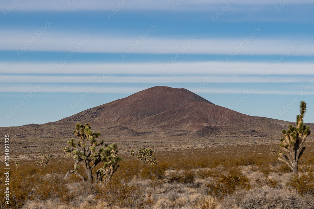 Fototapeta premium Cima volcanic field. Kelbaker Road, Mojave National Preserve. San Bernardino County, California. Mojave Desert / Basin and Range Province. ' Eastern ' Joshua trees ( Yucca jaegeriana )