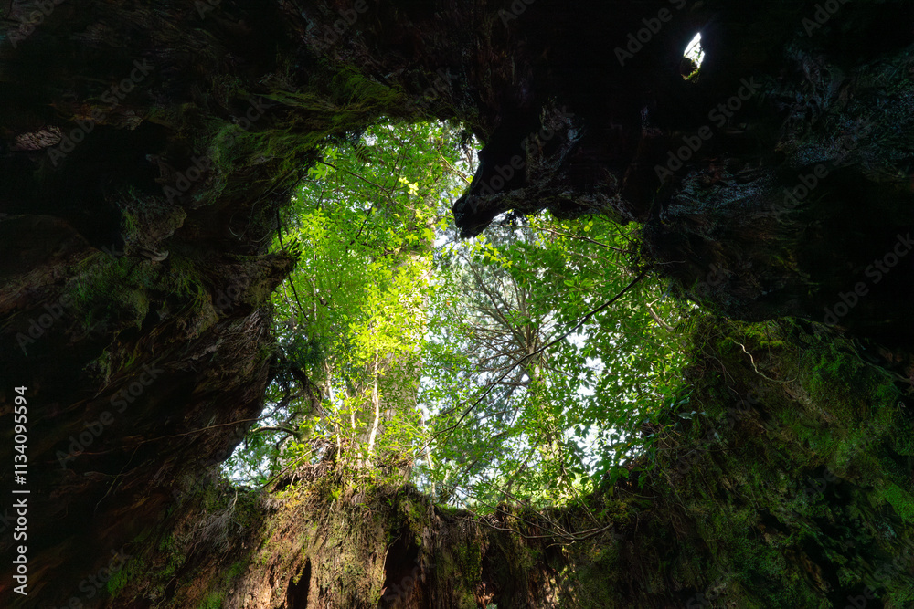 屋久島のウィルソン株